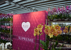 Orchideeën in alle kleuren